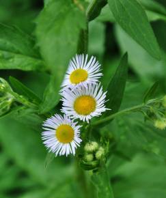 Fotografia da espécie Erigeron annuus