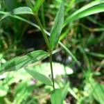 Fotografia 7 da espécie Epilobium palustre do Jardim Botânico UTAD