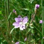 Fotografia 8 da espécie Epilobium palustre do Jardim Botânico UTAD