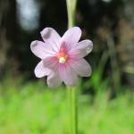 Fotografia 11 da espécie Epilobium palustre do Jardim Botânico UTAD