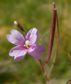 Fotografia da espécie Epilobium palustre