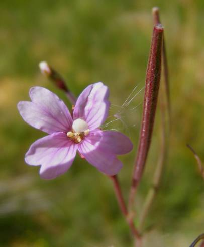 Fotografia de capa Epilobium palustre - do Jardim Botânico