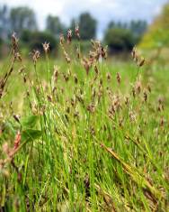 Fotografia da espécie Eleocharis acicularis