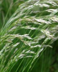 Fotografia da espécie Deschampsia flexuosa