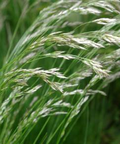 Fotografia da espécie Deschampsia flexuosa