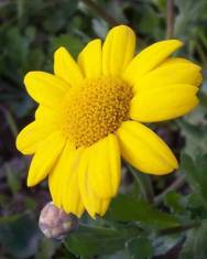 Fotografia da espécie Chrysanthemum segetum