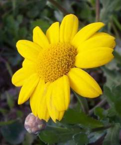 Fotografia da espécie Chrysanthemum segetum