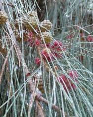 Fotografia da espécie Casuarina equisetifolia