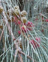 Casuarina equisetifolia