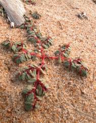 Euphorbia peplis