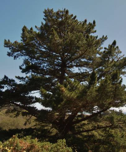 Fotografia de capa Pinus radiata - do Jardim Botânico