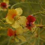 Fotografia 11 da espécie Parkinsonia aculeata do Jardim Botânico UTAD