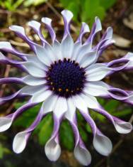 Fotografia da espécie Osteospermum fruticosum