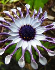 Osteospermum fruticosum