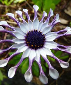 Fotografia da espécie Osteospermum fruticosum