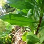Fotografia 12 da espécie Osteospermum fruticosum do Jardim Botânico UTAD