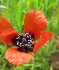 Fotografia da espécie Papaver argemone