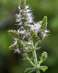 Fotografia da espécie Mentha suaveolens