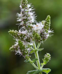 Fotografia da espécie Mentha suaveolens