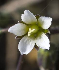 Fotografia da espécie Holosteum umbellatum