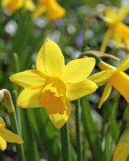 Fotografia da espécie Narcissus asturiensis