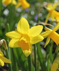 Fotografia da espécie Narcissus asturiensis