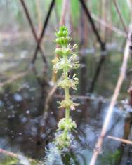 Fotografia da espécie Myriophyllum verticillatum