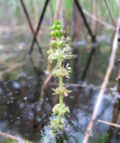 Fotografia da espécie Myriophyllum verticillatum