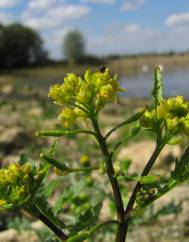 Rorippa palustris