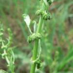 Fotografia 13 da espécie Rumex conglomeratus do Jardim Botânico UTAD