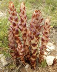 Fotografia da espécie Orobanche latisquama