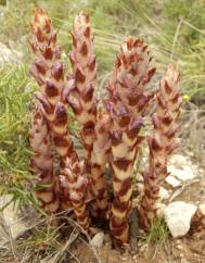 Orobanche latisquama