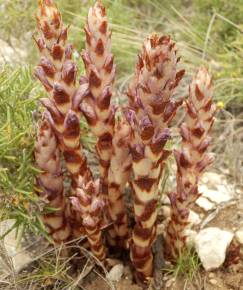 Fotografia da espécie Orobanche latisquama