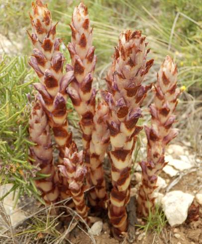 Fotografia de capa Orobanche latisquama - do Jardim Botânico