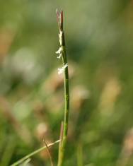 Fotografia da espécie Parapholis strigosa