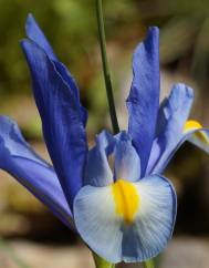 Iris xiphium