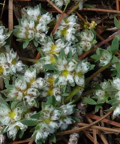 Fotografia de capa Paronychia polygonifolia - do Jardim Botânico