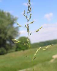 Fotografia da espécie Poa angustifolia