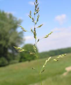 Fotografia da espécie Poa angustifolia