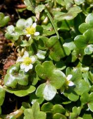 Ranunculus hederaceus