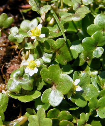 Fotografia de capa Ranunculus hederaceus - do Jardim Botânico