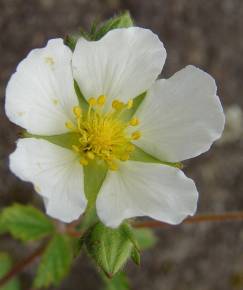 Fotografia da espécie Potentilla rupestris