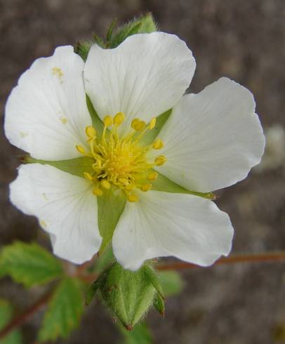 Fotografia de capa Potentilla rupestris - do Jardim Botânico