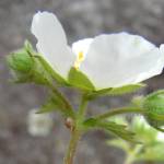 Fotografia 12 da espécie Potentilla rupestris do Jardim Botânico UTAD