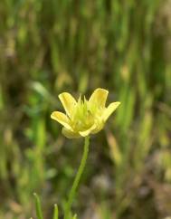 Ranunculus arvensis