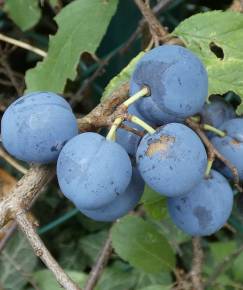 Fotografia da espécie Prunus insititia