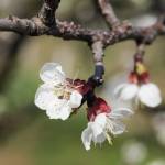 Fotografia 22 da espécie Prunus armeniaca do Jardim Botânico UTAD