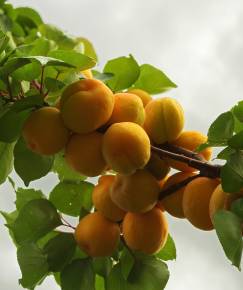 Fotografia da espécie Prunus armeniaca