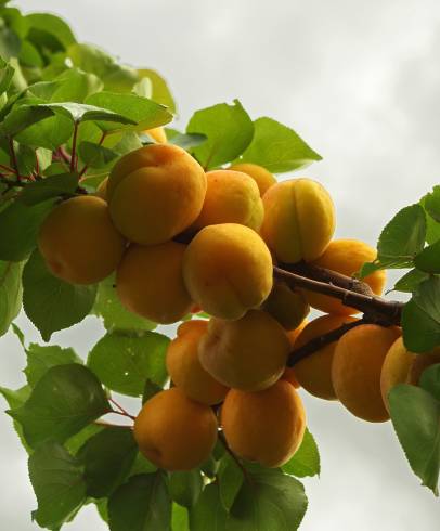 Fotografia de capa Prunus armeniaca - do Jardim Botânico