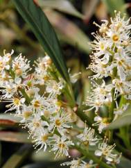 Prunus laurocerasus